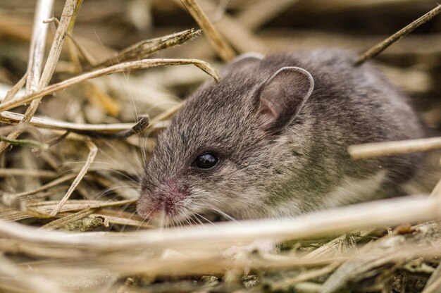 Photo close-up of an mouse