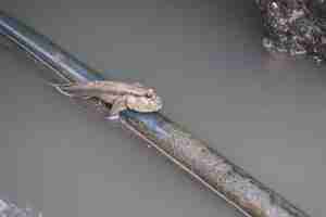 Photo close-up of mudskipper animal on timber in seashore