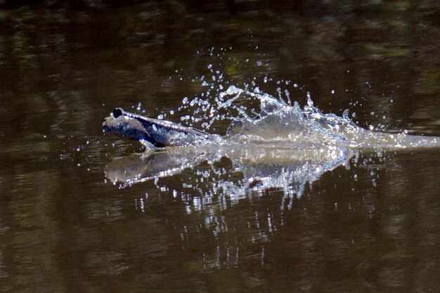 Photo close-up of mudskipper in lake