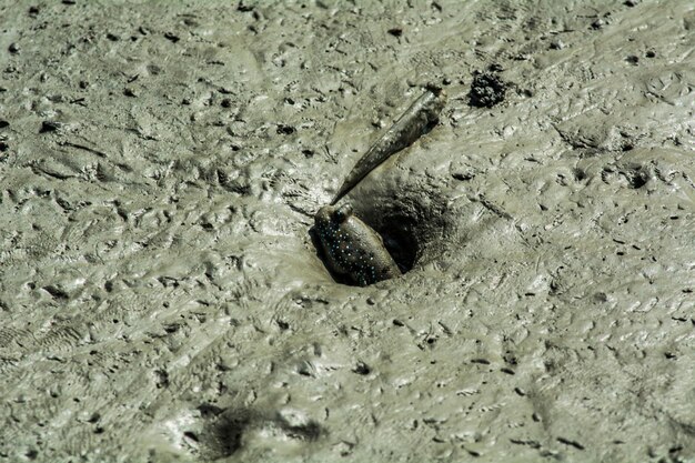 Photo close-up of mudskipper in sundarban national park