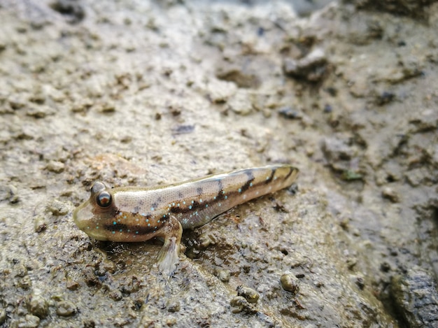 Photo close up mudskipper