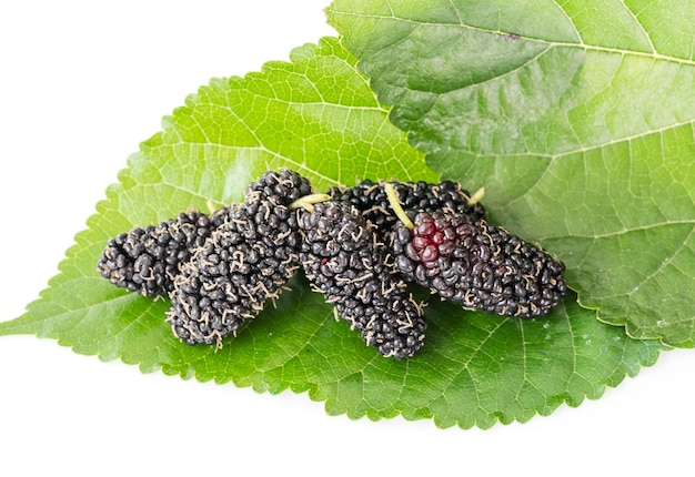 Close up mulberry fruit with green leaf