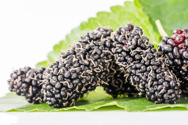 Close up mulberry fruit with green leaf 