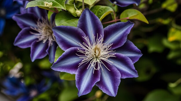 クローズアップマルチブルークレマティス花の花びらを焦点に