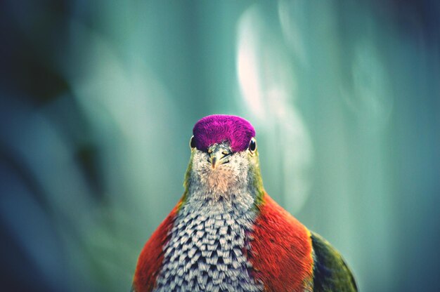 Photo close-up of multi colored bird