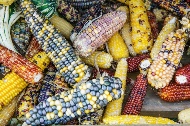 A close up of multi colored corn most common during the holidays.