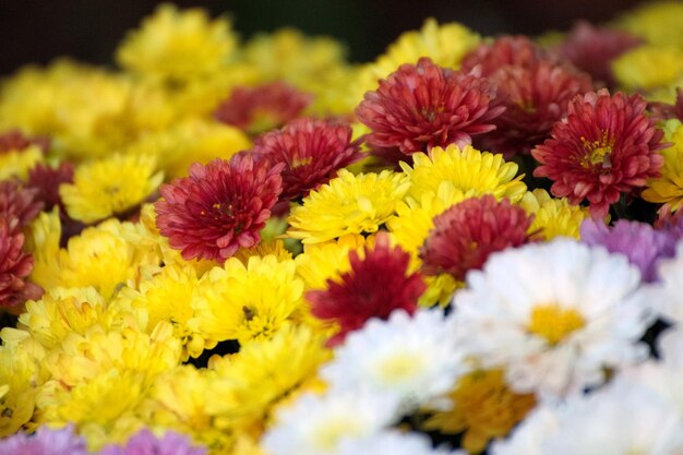 Close-up of multi colored daisy flowers