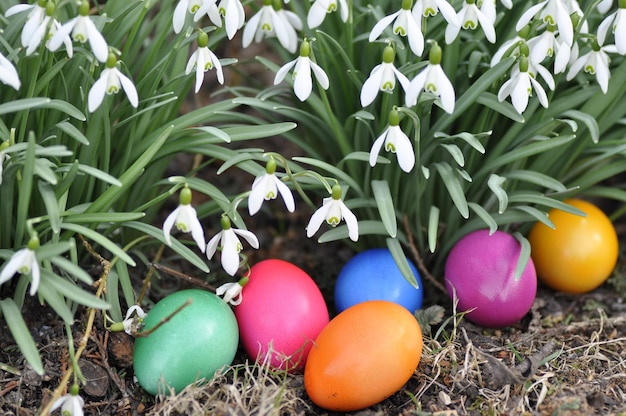 Close-up of multi colored eggs