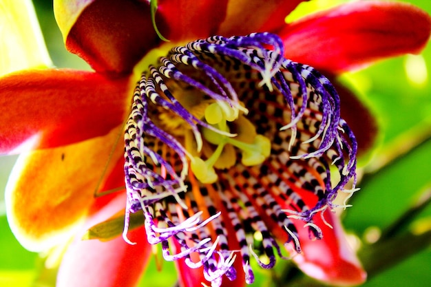 Close-up of multi colored flower blooming outdoors