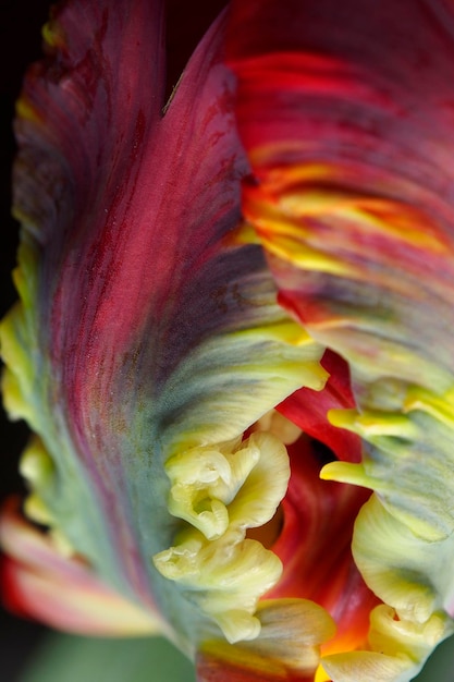 Close-up of multi colored flower blooming outdoors