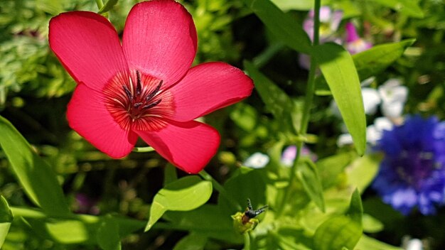 Close-up of multi colored flower blooming outdoors