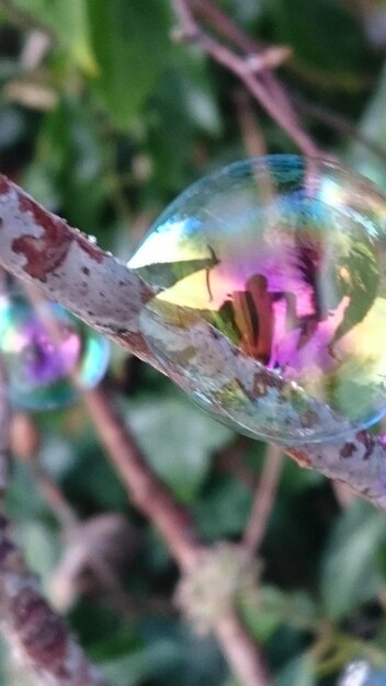 Close-up of multi colored flower hanging on plant