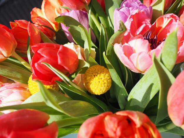 Photo close-up of multi colored flower