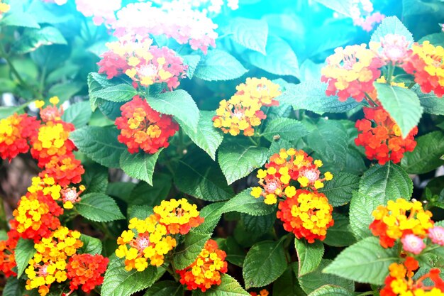 Close-up of multi colored flowering plants