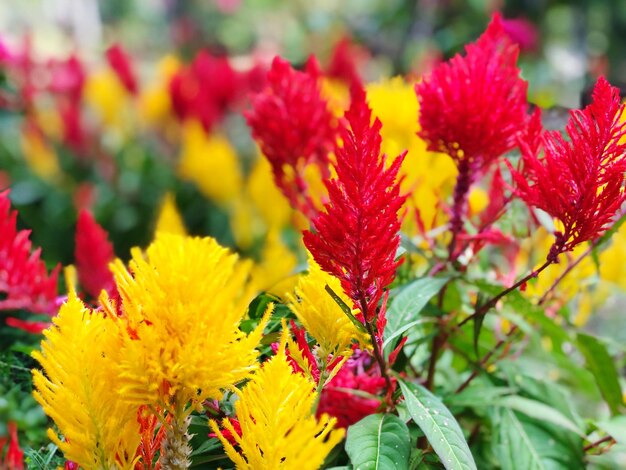 Close-up of multi colored flowering plants