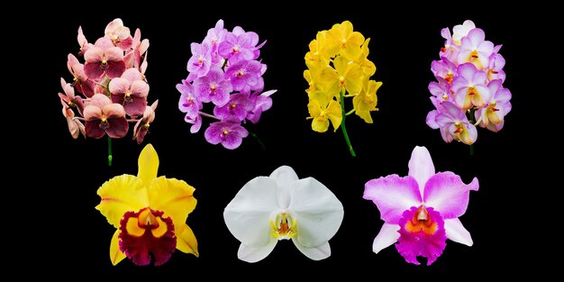 Photo close-up of multi colored flowers against black background