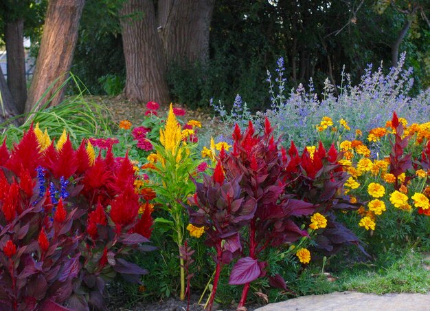 Close-up of multi colored flowers against trees