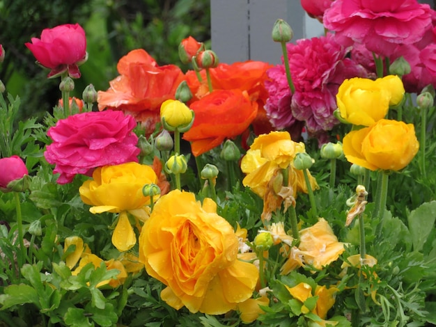 Close-up of multi colored flowers blooming outdoors