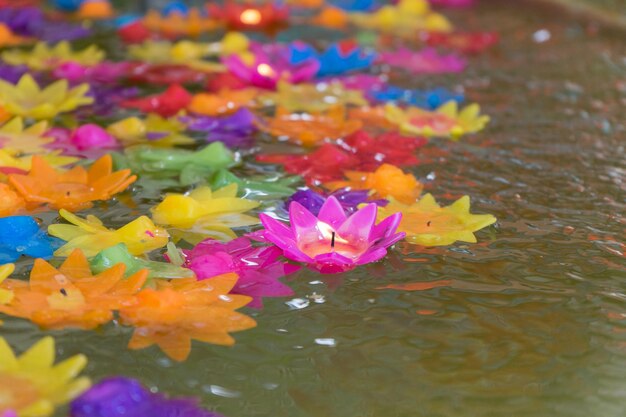 Close-up of multi colored flowers floating on water