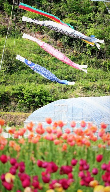 Close-up of multi colored flowers growing in field