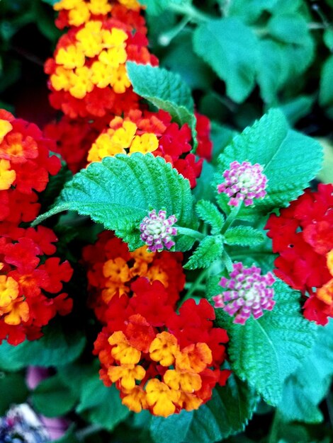 Close-up of multi colored flowers