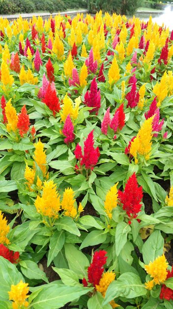 Close-up of multi colored flowers