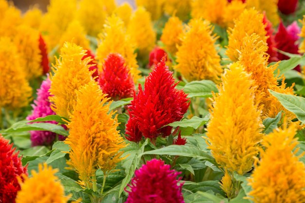 Close-up of multi colored flowers