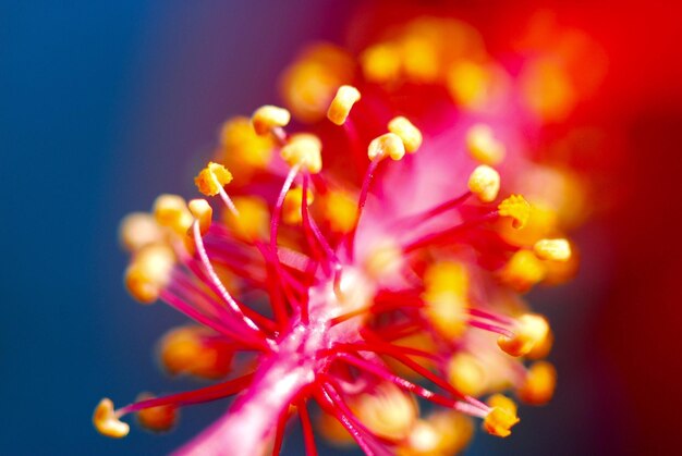 Close-up of multi colored flowers