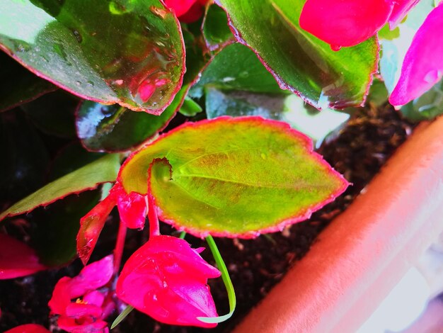 Close-up of multi colored flowers