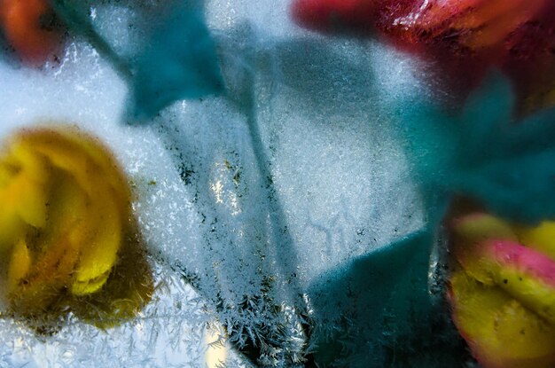 Close-up of multi colored leaf