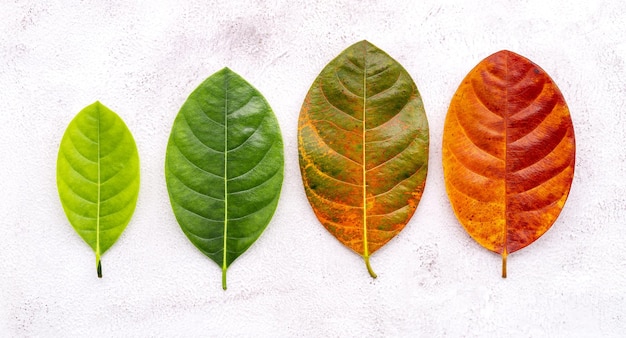 Close-up of multi colored leaves against white background