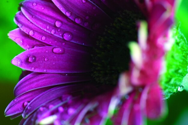 Close-up of multi colored pink flower