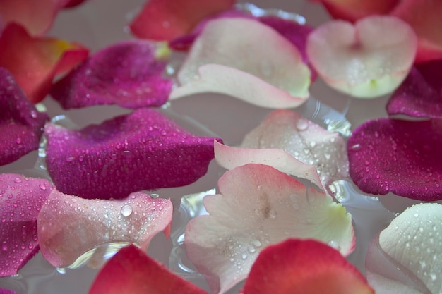 Foto close-up di petali di rosa multicolori nell'acqua