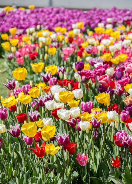 Close-up of multi colored tulips in bloom