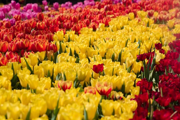 Close-up of multi colored tulips blooming in market