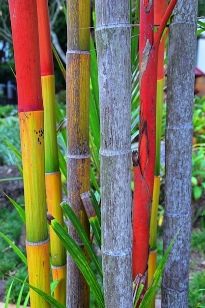 Close-up of multi colored wooden fence on field