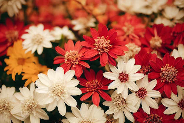 Primo piano di fiori di gerbera multicolori