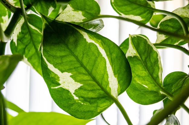 Close up of multicolored green leaves on potted plants