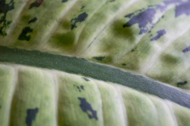 Close up of multicolored green leaves on potted plants