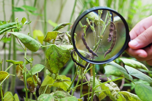 Close up of the mung bean pod with magnifying glass Learning and explore concept