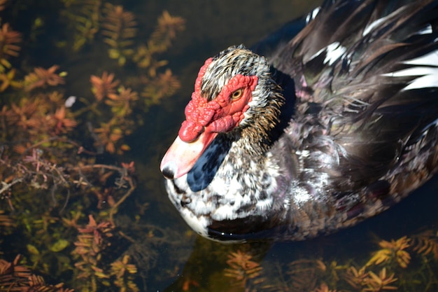 Photo close-up of muscovy duck on lake