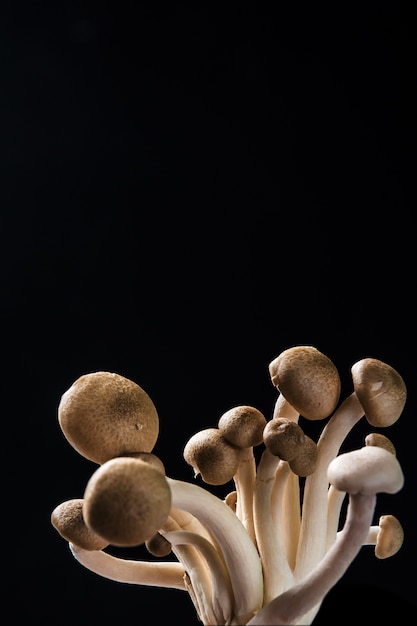 close up mushroom on black background 