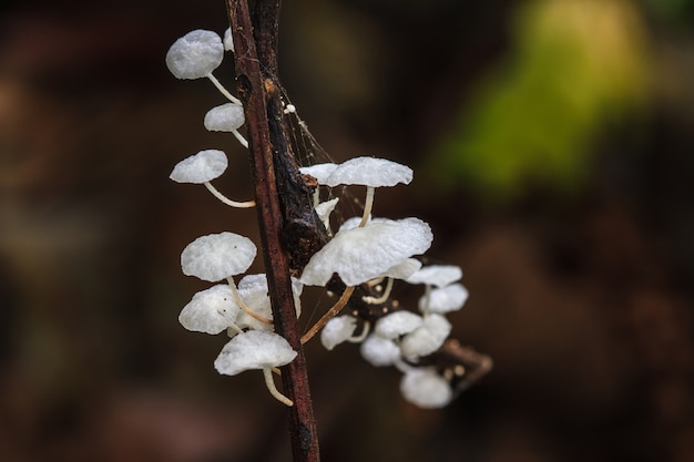 Close up mushroom in deep forest