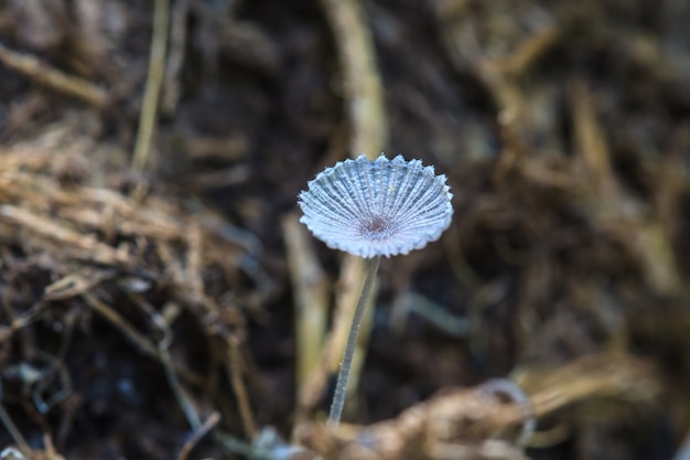 close up mushroom in deep forest