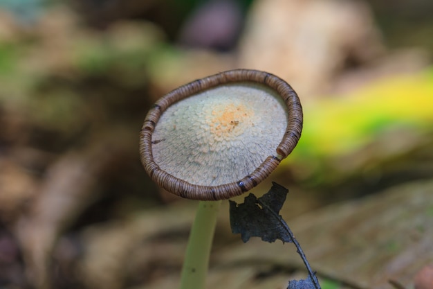 Close up mushroom in deep forest