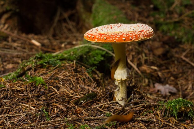 Foto close-up di un fungo sul campo in foresta