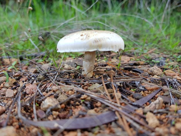 Close-up of mushroom on field