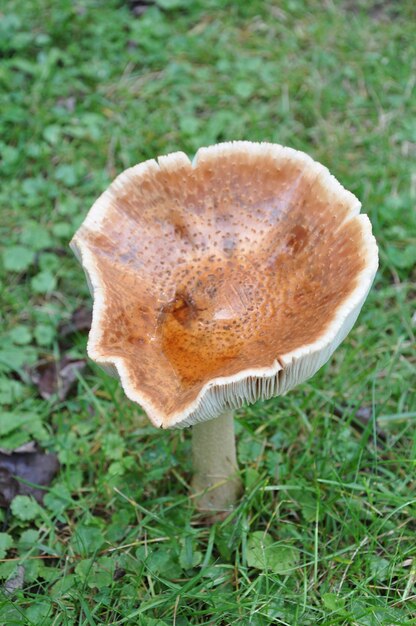 Close-up of mushroom in field