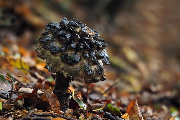 Close-up of mushroom on field