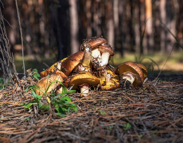 Close-up of mushroom on field